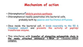 Mechanism of action
• Chloramphenicol inhibits protein synthesis.
• Chloramphenicol readily penetrates into bacterial cells,
probably both by passive and facilitated diffusions.
• Once inside the bacterial cell, it binds reversibly to the 50 S
ribosomal subunit and prevents the activity of peptidyl
transferase enzyme.
• This interferes with transfer of elongating polypeptide chain in
the newly attached aminoacyl t-RNA at ribosome-mRNA
complex.
 