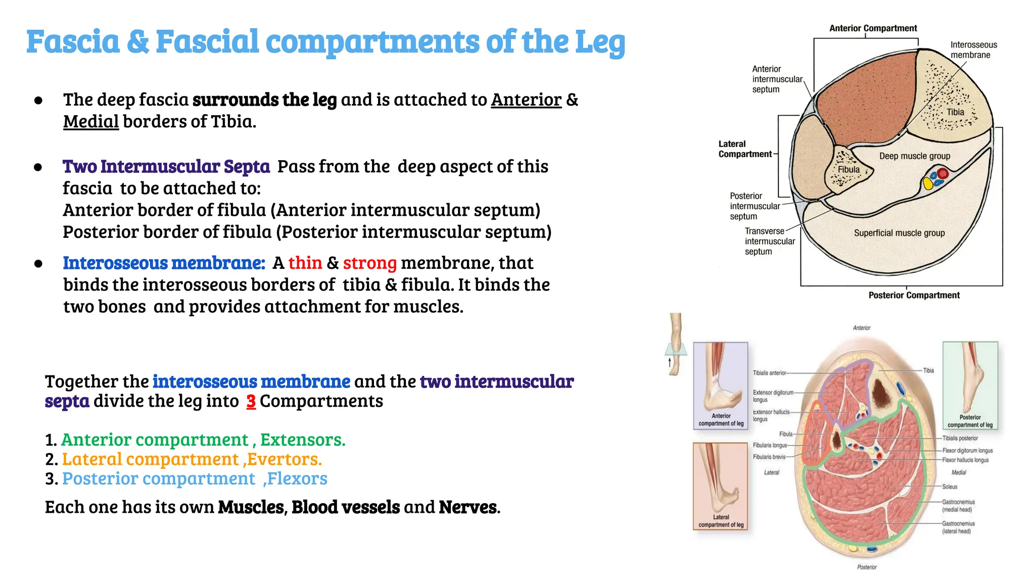 Fascia & Fascial compartments of the Leg
● Interosseous membrane: A thin & strong membrane, that
binds the interosseous borders of tibia & fibula. It binds the
two bones and provides attachment for muscles.
● The deep fascia surrounds the leg and is attached to Anterior &
Medial borders of Tibia.
Together the interosseous membrane and the two intermuscular
septa divide the leg into 3 Compartments
1. Anterior compartment , Extensors.
2. Lateral compartment ,Evertors.
3. Posterior compartment ,Flexors
Each one has its own Muscles, Blood vessels and Nerves.
● Two Intermuscular Septa Pass from the deep aspect of this
fascia to be attached to:
Anterior border of fibula (Anterior intermuscular septum)
Posterior border of fibula (Posterior intermuscular septum)
 