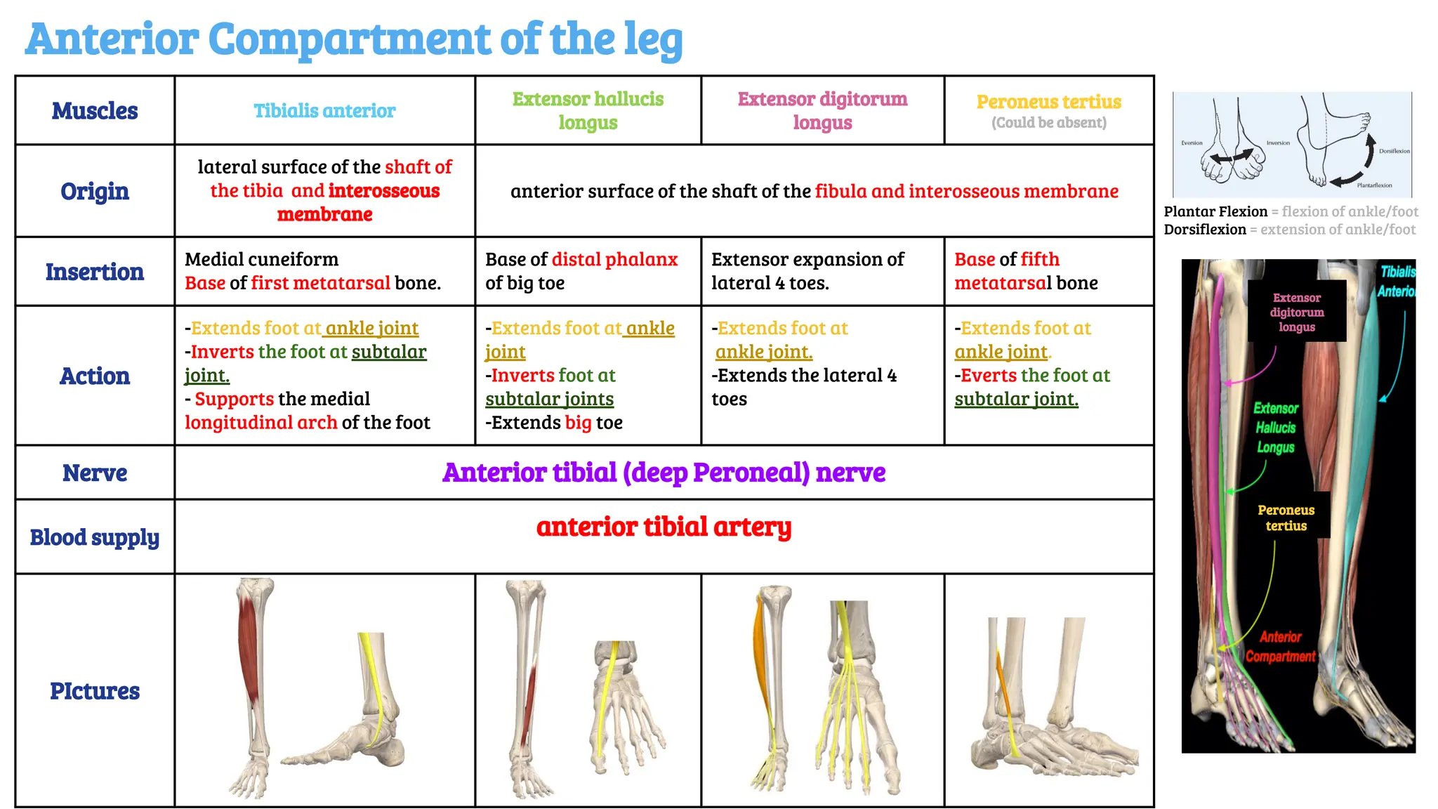Muscles Tibialis anterior
Extensor hallucis
longus
Extensor digitorum
longus
Peroneus tertius
(Could be absent)
Origin
lateral surface of the shaft of
the tibia and interosseous
membrane
anterior surface of the shaft of the fibula and interosseous membrane
Insertion
Medial cuneiform
Base of first metatarsal bone.
Base of distal phalanx
of big toe
Extensor expansion of
lateral 4 toes.
Base of fifth
metatarsal bone
Action
-Extends foot at ankle joint
-Inverts the foot at subtalar
joint.
- Supports the medial
longitudinal arch of the foot
-Extends foot at ankle
joint
-Inverts foot at
subtalar joints
-Extends big toe
-Extends foot at
ankle joint.
-Extends the lateral 4
toes
-Extends foot at
ankle joint.
-Everts the foot at
subtalar joint.
Nerve Anterior tibial (deep Peroneal) nerve
Blood supply anterior tibial artery
PIctures
Anterior Compartment of the leg
Plantar Flexion = flexion of ankle/foot
Dorsiflexion = extension of ankle/foot
Peroneus
tertius
Extensor
digitorum
longus
 