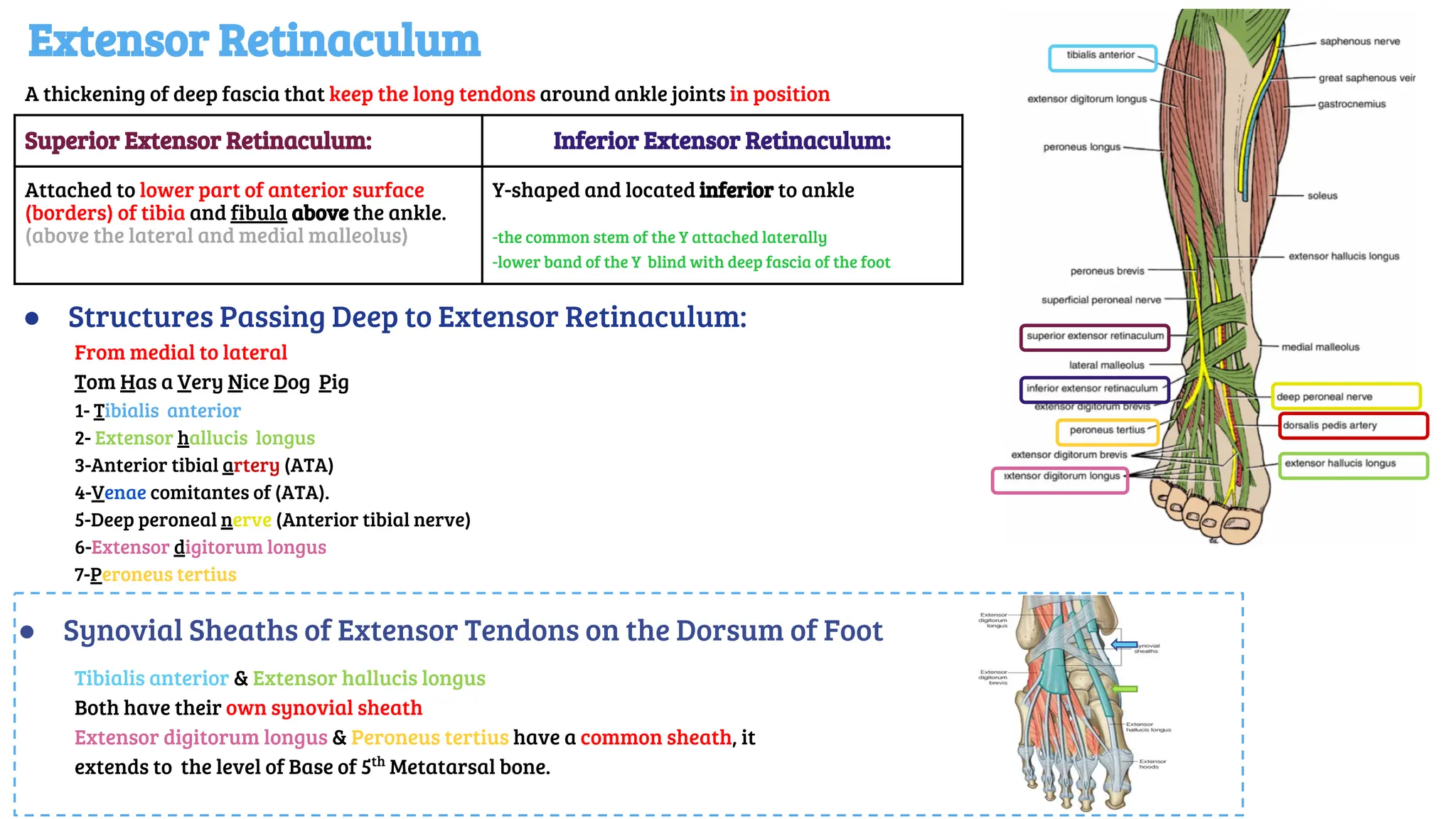 Extensor Retinaculum
● Structures Passing Deep to Extensor Retinaculum:
From medial to lateral
Tom Has a Very Nice Dog Pig
1- Tibialis anterior
2- Extensor hallucis longus
3-Anterior tibial artery (ATA)
4-Venae comitantes of (ATA).
5-Deep peroneal nerve (Anterior tibial nerve)
6-Extensor digitorum longus
7-Peroneus tertius
A thickening of deep fascia that keep the long tendons around ankle joints in position
Superior Extensor Retinaculum: Inferior Extensor Retinaculum:
Attached to lower part of anterior surface
(borders) of tibia and fibula above the ankle.
(above the lateral and medial malleolus)
Y-shaped and located inferior to ankle
-the common stem of the Y attached laterally
-lower band of the Y blind with deep fascia of the foot
● Synovial Sheaths of Extensor Tendons on the Dorsum of Foot
Tibialis anterior & Extensor hallucis longus
Both have their own synovial sheath
Extensor digitorum longus & Peroneus tertius have a common sheath, it
extends to the level of Base of 5th
Metatarsal bone.
 