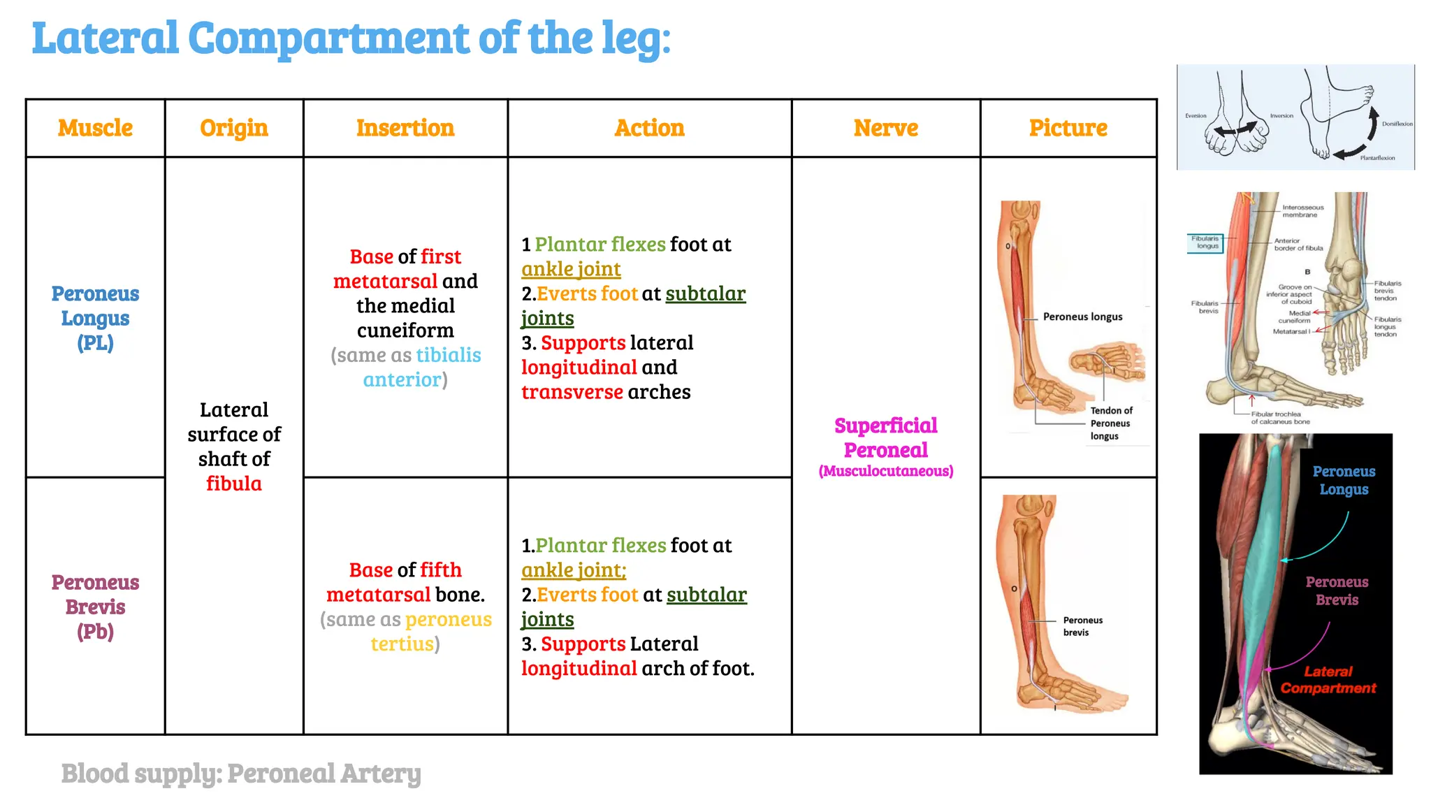 Lateral Compartment of the leg:
Muscle Origin Insertion Action Nerve Picture
Peroneus
Longus
(PL)
Lateral
surface of
shaft of
fibula
Base of first
metatarsal and
the medial
cuneiform
(same as tibialis
anterior)
1 Plantar flexes foot at
ankle joint
2.Everts footat subtalar
joints
3. Supports lateral
longitudinal and
transverse arches
Superficial
Peroneal
(Musculocutaneous)
Peroneus
Brevis
(Pb)
Base of fifth
metatarsal bone.
(same as peroneus
tertius)
1.Plantar flexes foot at
ankle joint;
2.Everts foot at subtalar
joints
3. Supports Lateral
longitudinal arch of foot.
Peroneus
Longus
Peroneus
Brevis
Blood supply: Peroneal Artery
 