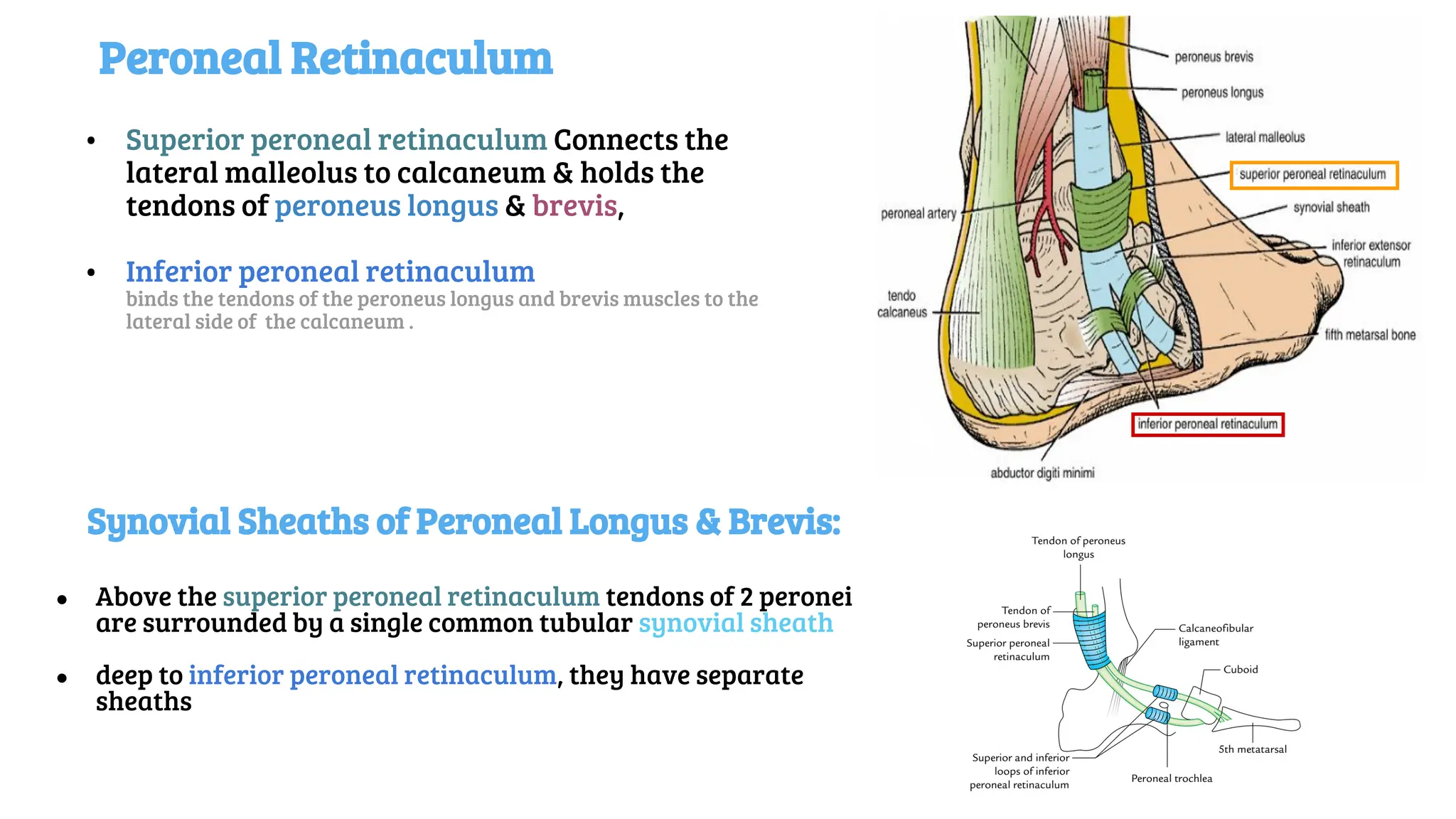 Peroneal Retinaculum
• Superior peroneal retinaculum Connects the
lateral malleolus to calcaneum & holds the
tendons of peroneus longus & brevis,
• Inferior peroneal retinaculum
binds the tendons of the peroneus longus and brevis muscles to the
lateral side of the calcaneum .
Synovial Sheaths of Peroneal Longus & Brevis:
● Above the superior peroneal retinaculum tendons of 2 peronei
are surrounded by a single common tubular synovial sheath
● deep to inferior peroneal retinaculum, they have separate
sheaths
 