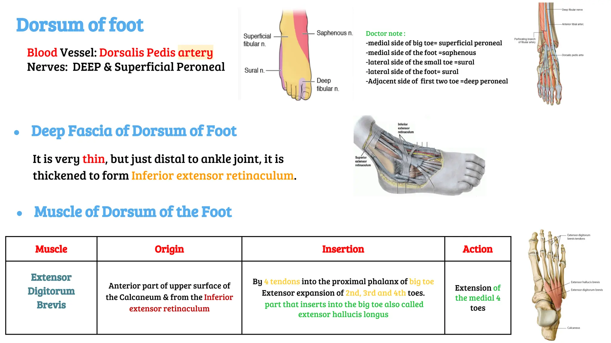 Dorsum of foot
Blood Vessel: Dorsalis Pedis artery
Nerves: DEEP & Superficial Peroneal
● Deep Fascia of Dorsum of Foot
It is very thin, but just distal to ankle joint, it is
thickened to form Inferior extensor retinaculum.
Muscle Origin Insertion Action
Extensor
Digitorum
Brevis
Anterior part of upper surface of
the Calcaneum & from the Inferior
extensor retinaculum
By 4 tendons into the proximal phalanx of big toe
Extensor expansion of 2nd, 3rd and 4th toes.
part that inserts into the big toe also called
extensor hallucis longus
Extension of
the medial 4
toes
● Muscle of Dorsum of the Foot
Doctor note :
-medial side of big toe= superficial peroneal
-medial side of the foot =saphenous
-lateral side of the small toe =sural
-lateral side of the foot= sural
-Adjacent side of first two toe =deep peroneal
 