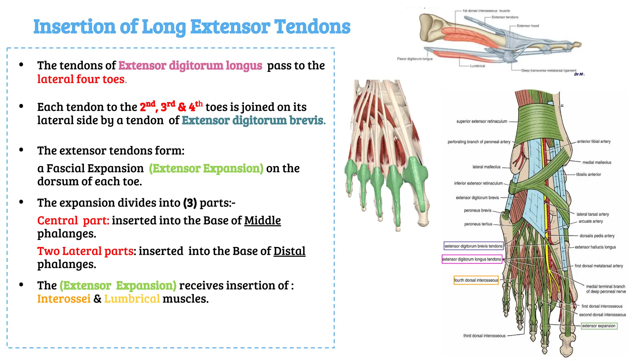 Insertion of Long Extensor Tendons
• The tendons of Extensor digitorum longus pass to the
lateral four toes.
• Each tendon to the 2nd
, 3rd
& 4th
toes is joined on its
lateral side by a tendon of Extensor digitorum brevis.
• The extensor tendons form:
a Fascial Expansion (Extensor Expansion) on the
dorsum of each toe.
• The expansion divides into (3) parts:-
Central part: inserted into the Base of Middle
phalanges.
Two Lateral parts: inserted into the Base of Distal
phalanges.
• The (Extensor Expansion) receives insertion of :
Interossei & Lumbrical muscles.
 