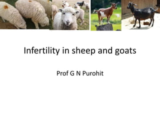 Infertility in sheep and goats
Prof G N Purohit
 