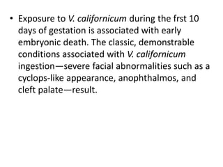 • Exposure to V. californicum during the frst 10
days of gestation is associated with early
embryonic death. The classic, demonstrable
conditions associated with V. californicum
ingestion—severe facial abnormalities such as a
cyclops-like appearance, anophthalmos, and
cleft palate—result.
 