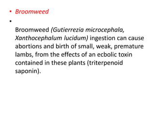 • Broomweed
•
Broomweed (Gutierrezia microcephala,
Xanthocephalum lucidum) ingestion can cause
abortions and birth of small, weak, premature
lambs, from the effects of an ecbolic toxin
contained in these plants (triterpenoid
saponin).
 