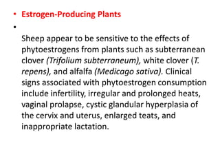 • Estrogen-Producing Plants
•
Sheep appear to be sensitive to the effects of
phytoestrogens from plants such as subterranean
clover (Trifolium subterraneum), white clover (T.
repens), and alfalfa (Medicago sativa). Clinical
signs associated with phytoestrogen consumption
include infertility, irregular and prolonged heats,
vaginal prolapse, cystic glandular hyperplasia of
the cervix and uterus, enlarged teats, and
inappropriate lactation.
 