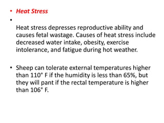 • Heat Stress
•
Heat stress depresses reproductive ability and
causes fetal wastage. Causes of heat stress include
decreased water intake, obesity, exercise
intolerance, and fatigue during hot weather.
• Sheep can tolerate external temperatures higher
than 110° F if the humidity is less than 65%, but
they will pant if the rectal temperature is higher
than 106° F.
 