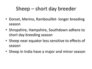 Sheep – short day breeder
• Dorset, Merino, Rambouillet- longer breeding
season
• Shropshire, Hampshire, Southdown adhere to
short day breeding season
• Sheep near equator less sensitive to effects of
season
• Sheep in India have a major and minor season
 