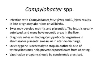 Campylobacter spp.
• Infection with Campylobacter fetus fetus and C. jejuni results
in late pregnancy abortions or stillbirths.
• Ewes may develop metritis and placentitis. The fetus is usually
autolyzed, and many have necrotic areas in the liver.
• Diagnosis relies on finding Campylobacter organisms in
abomasal or placental smears or in uterine discharge.
• Strict hygiene is necessary to stop an outbreak. Use of
tetracyclines may help prevent exposed ewes from aborting.
• Vaccination programs should be consistently practiced.
 