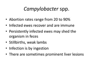 Campylobacter spp.
• Abortion rates range from 20 to 90%
• Infected ewes recover and are immune
• Persistently infected ewes may shed the
organism in feces
• Stillbirths, weak lambs
• Infection is by ingestion
• There are sometimes prominent liver lesions
 