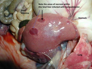 Note the areas of necrosis within
this fetal liver infected with Campylobacter.
Small
intestine
Lung
Stomach
 