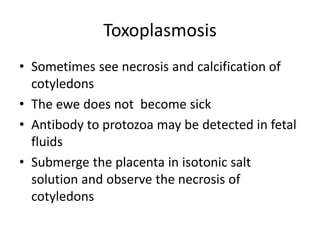 Toxoplasmosis
• Sometimes see necrosis and calcification of
cotyledons
• The ewe does not become sick
• Antibody to protozoa may be detected in fetal
fluids
• Submerge the placenta in isotonic salt
solution and observe the necrosis of
cotyledons
 