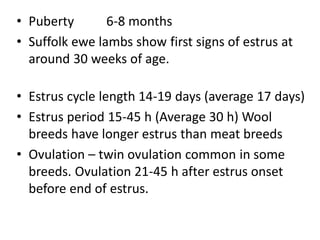 • Puberty 6-8 months
• Suffolk ewe lambs show first signs of estrus at
around 30 weeks of age.
• Estrus cycle length 14-19 days (average 17 days)
• Estrus period 15-45 h (Average 30 h) Wool
breeds have longer estrus than meat breeds
• Ovulation – twin ovulation common in some
breeds. Ovulation 21-45 h after estrus onset
before end of estrus.
 