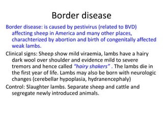 Border disease
Border disease: is caused by pestivirus (related to BVD)
affecting sheep in America and many other places,
charachterized by abortion and birth of congenitally affected
weak lambs.
Clinical signs: Sheep show mild viraemia, lambs have a hairy
dark wool over shoulder and evidence mild to severe
tremors and hence called “hairy shakers” . The lambs die in
the first year of life. Lambs may also be born with neurologic
changes (cerebellar hypoplasia, hydranencephaly)
Control: Slaughter lambs. Separate sheep and cattle and
segregate newly introduced animals.
 