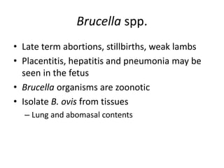 Brucella spp.
• Late term abortions, stillbirths, weak lambs
• Placentitis, hepatitis and pneumonia may be
seen in the fetus
• Brucella organisms are zoonotic
• Isolate B. ovis from tissues
– Lung and abomasal contents
 