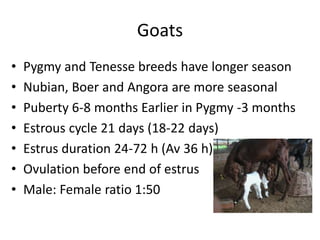 Goats
• Pygmy and Tenesse breeds have longer season
• Nubian, Boer and Angora are more seasonal
• Puberty 6-8 months Earlier in Pygmy -3 months
• Estrous cycle 21 days (18-22 days)
• Estrus duration 24-72 h (Av 36 h)
• Ovulation before end of estrus
• Male: Female ratio 1:50
 