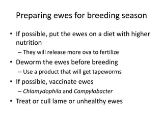 Preparing ewes for breeding season
• If possible, put the ewes on a diet with higher
nutrition
– They will release more ova to fertilize
• Deworm the ewes before breeding
– Use a product that will get tapeworms
• If possible, vaccinate ewes
– Chlamydophila and Campylobacter
• Treat or cull lame or unhealthy ewes
 