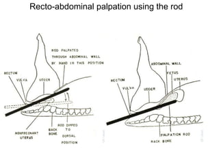 Recto-abdominal palpation using the rod
 