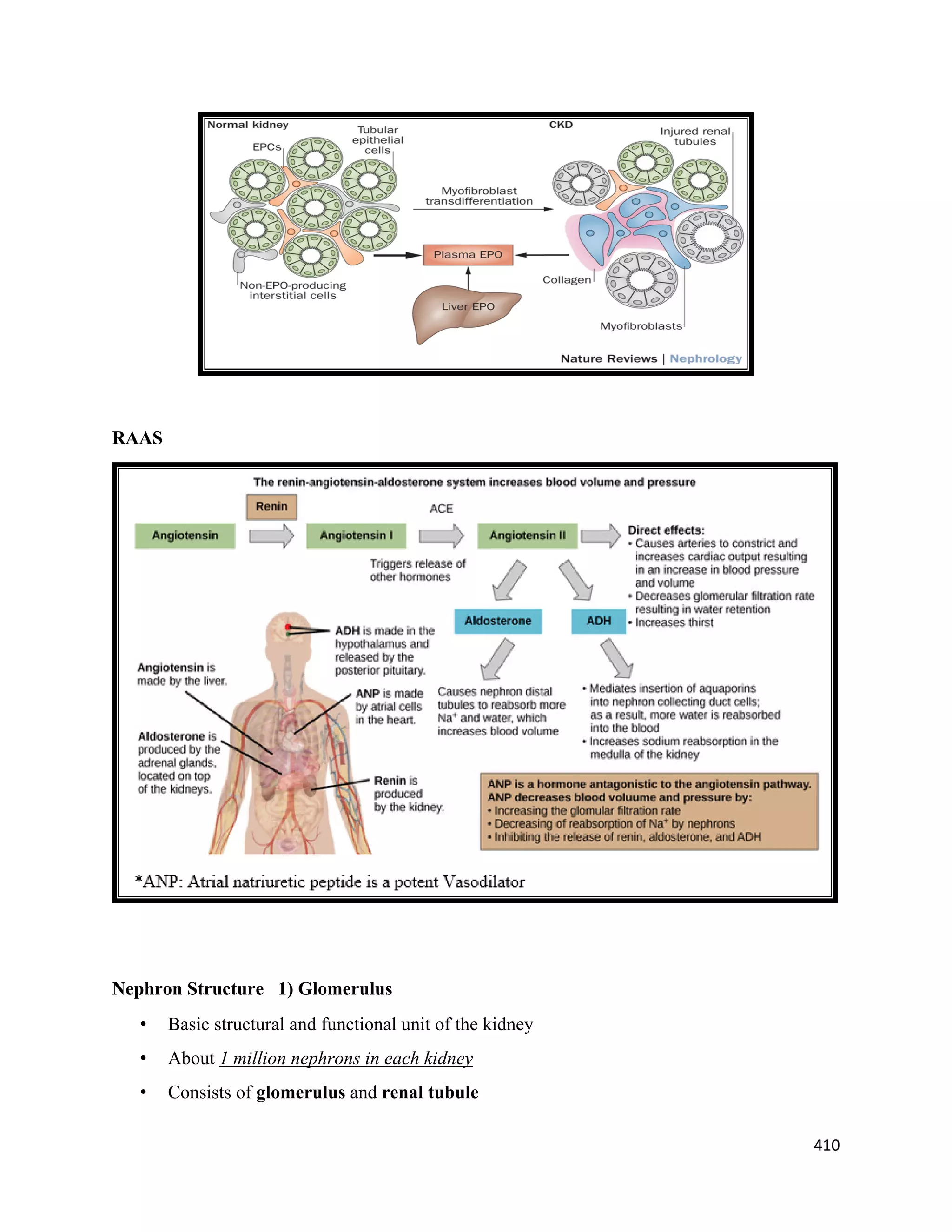 410 
 
RAAS
Nephron Structure 1) Glomerulus
• Basic structural and functional unit of the kidney
• About 1 million nephrons in each kidney
• Consists of glomerulus and renal tubule
 