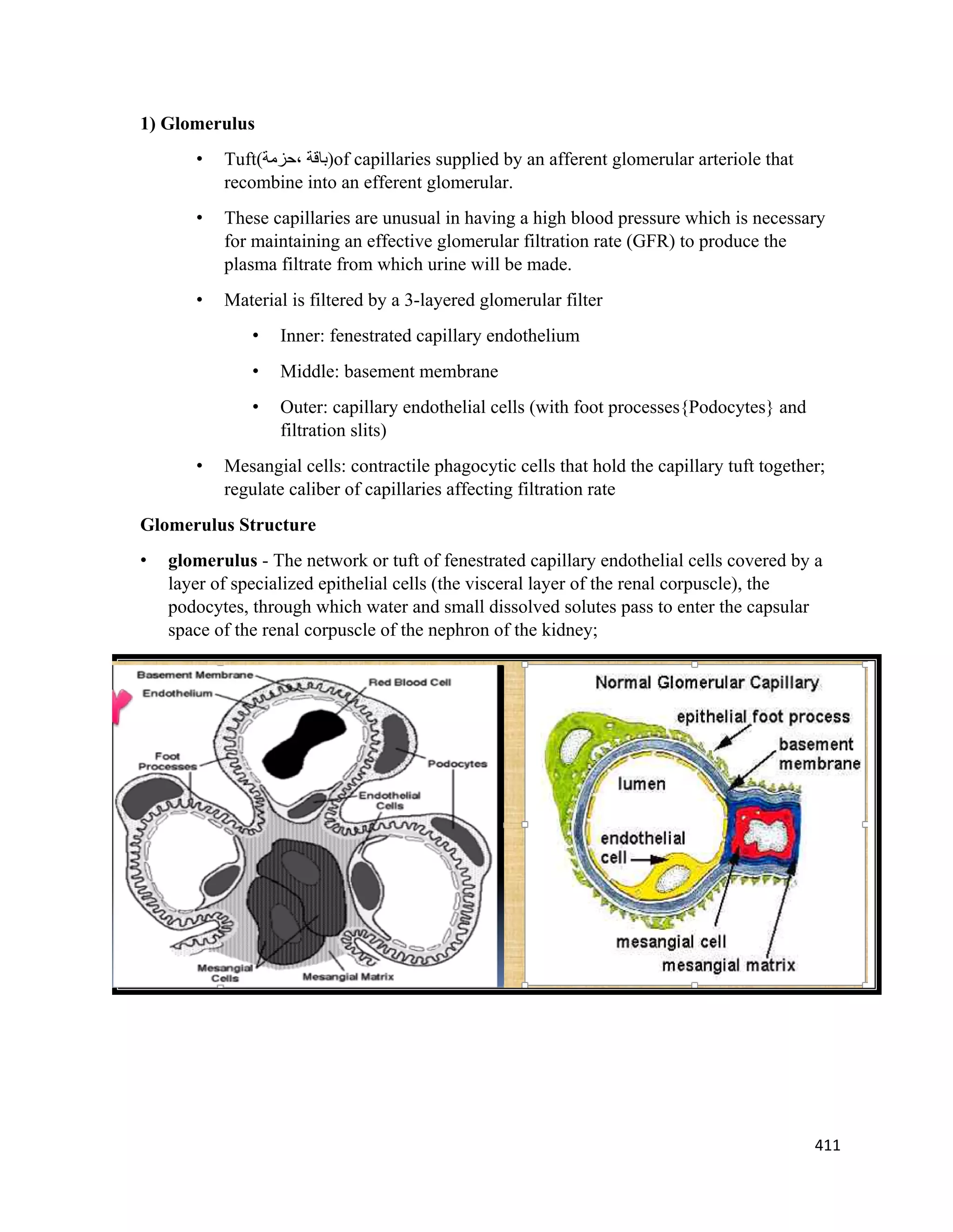 411 
 
1) Glomerulus
• Tuft(‫،ﺣﺰﻣﺔ‬ ‫)ﺑﺎﻗﺔ‬of capillaries supplied by an afferent glomerular arteriole that
recombine into an efferent glomerular.
• These capillaries are unusual in having a high blood pressure which is necessary
for maintaining an effective glomerular filtration rate (GFR) to produce the
plasma filtrate from which urine will be made.
• Material is filtered by a 3-layered glomerular filter
• Inner: fenestrated capillary endothelium
• Middle: basement membrane
• Outer: capillary endothelial cells (with foot processes{Podocytes} and
filtration slits)
• Mesangial cells: contractile phagocytic cells that hold the capillary tuft together;
regulate caliber of capillaries affecting filtration rate
Glomerulus Structure
• glomerulus - The network or tuft of fenestrated capillary endothelial cells covered by a
layer of specialized epithelial cells (the visceral layer of the renal corpuscle), the
podocytes, through which water and small dissolved solutes pass to enter the capsular
space of the renal corpuscle of the nephron of the kidney;
 
