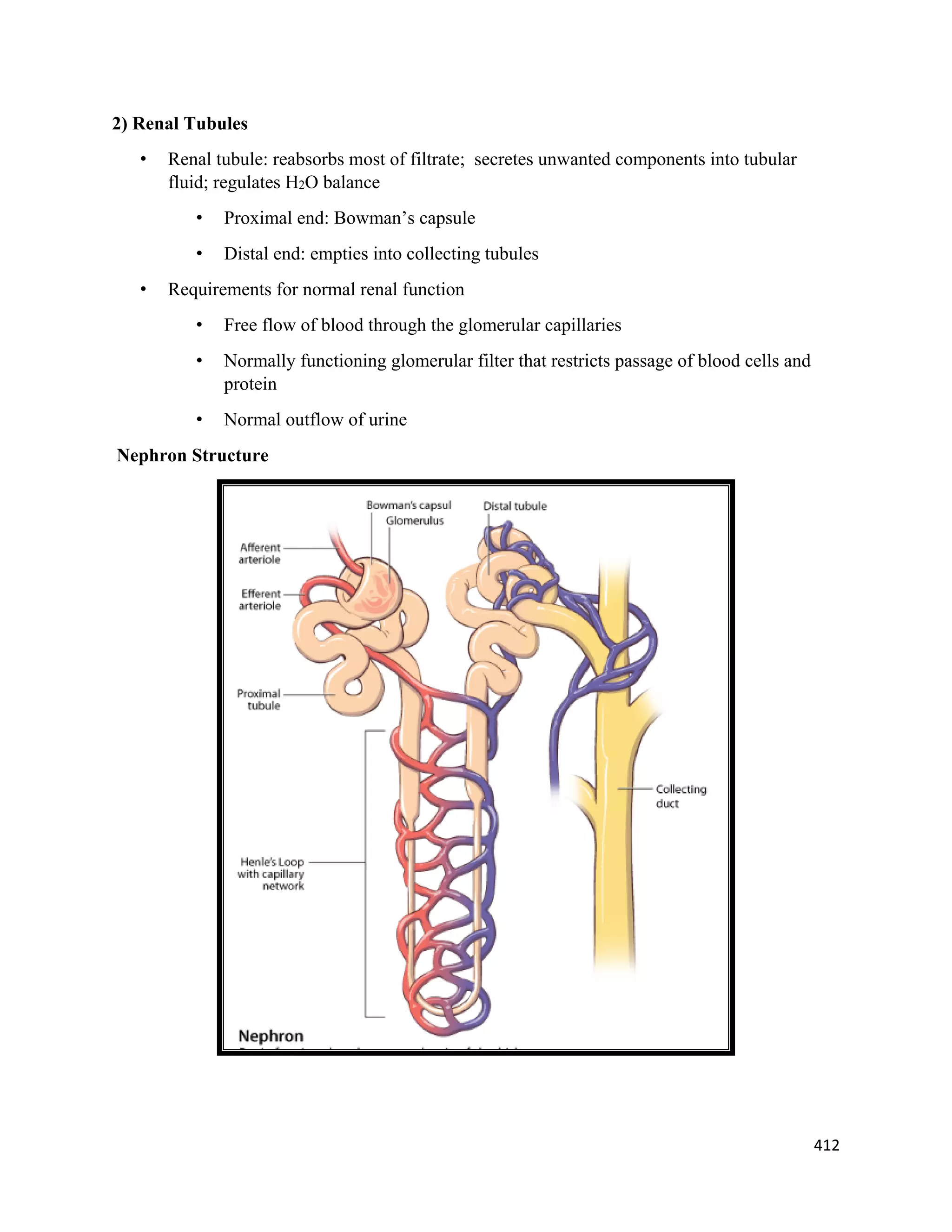 412 
 
2) Renal Tubules
• Renal tubule: reabsorbs most of filtrate; secretes unwanted components into tubular
fluid; regulates H2O balance
• Proximal end: Bowman’s capsule
• Distal end: empties into collecting tubules
• Requirements for normal renal function
• Free flow of blood through the glomerular capillaries
• Normally functioning glomerular filter that restricts passage of blood cells and
protein
• Normal outflow of urine
Nephron Structure
 