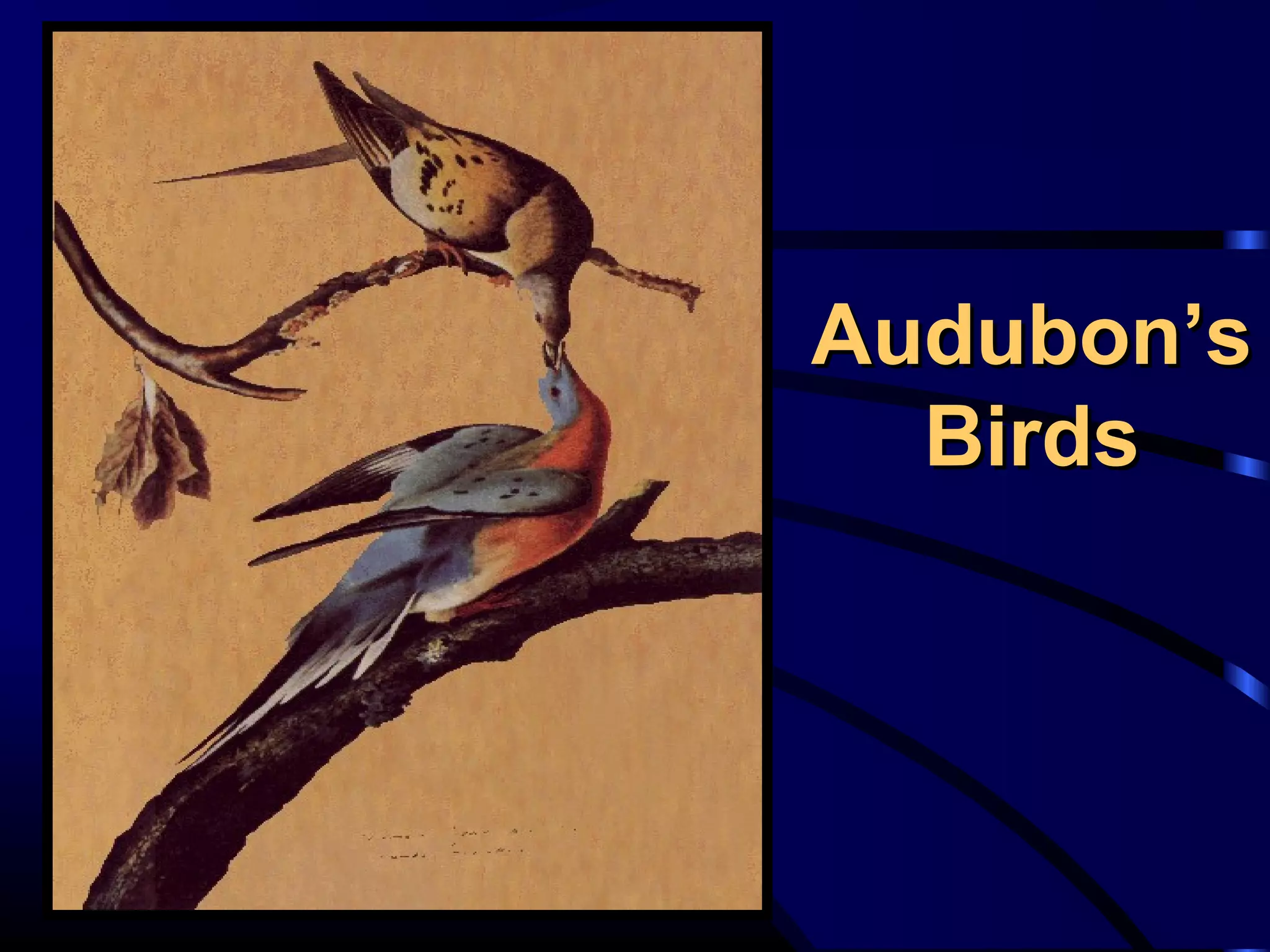 Audubon’sAudubon’s
BirdsBirds
 