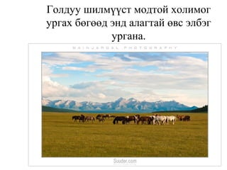 Голдуу шилмүүст модтой холимог
ургах бөгөөд энд алагтай өвс элбэг
ургана.
 