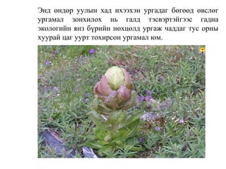 Энд өндөр уулын хад ихээхэн ургадаг бөгөөд өвслөг
ургамал зонхилох нь галд тэсвэртэйгээс гадна
экологийн янз бүрийн нөхцөлд ургаж чаддаг тус орны
хуурай цаг уурт тохирсон ургамал юм.
 
