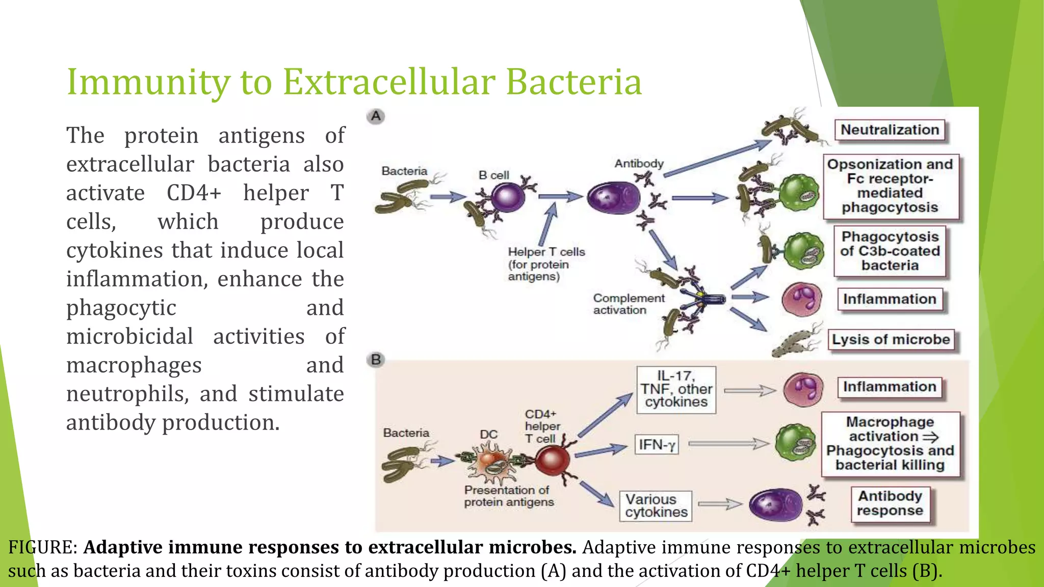 Immunity to Extracellular Bacteria
The protein antigens of
extracellular bacteria also
activate CD4+ helper T
cells, which produce
cytokines that induce local
inflammation, enhance the
phagocytic and
microbicidal activities of
macrophages and
neutrophils, and stimulate
antibody production.
FIGURE: Adaptive immune responses to extracellular microbes. Adaptive immune responses to extracellular microbes
such as bacteria and their toxins consist of antibody production (A) and the activation of CD4+ helper T cells (B).
 