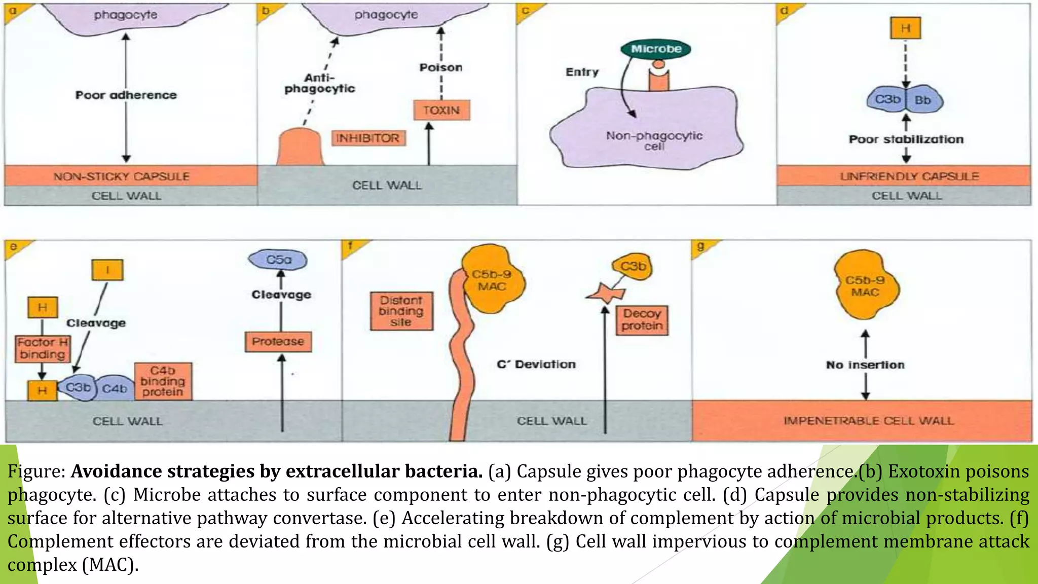 Figure: Avoidance strategies by extracellular bacteria. (a) Capsule gives poor phagocyte adherence.(b) Exotoxin poisons
phagocyte. (c) Microbe attaches to surface component to enter non-phagocytic cell. (d) Capsule provides non-stabilizing
surface for alternative pathway convertase. (e) Accelerating breakdown of complement by action of microbial products. (f)
Complement effectors are deviated from the microbial cell wall. (g) Cell wall impervious to complement membrane attack
complex (MAC).
 