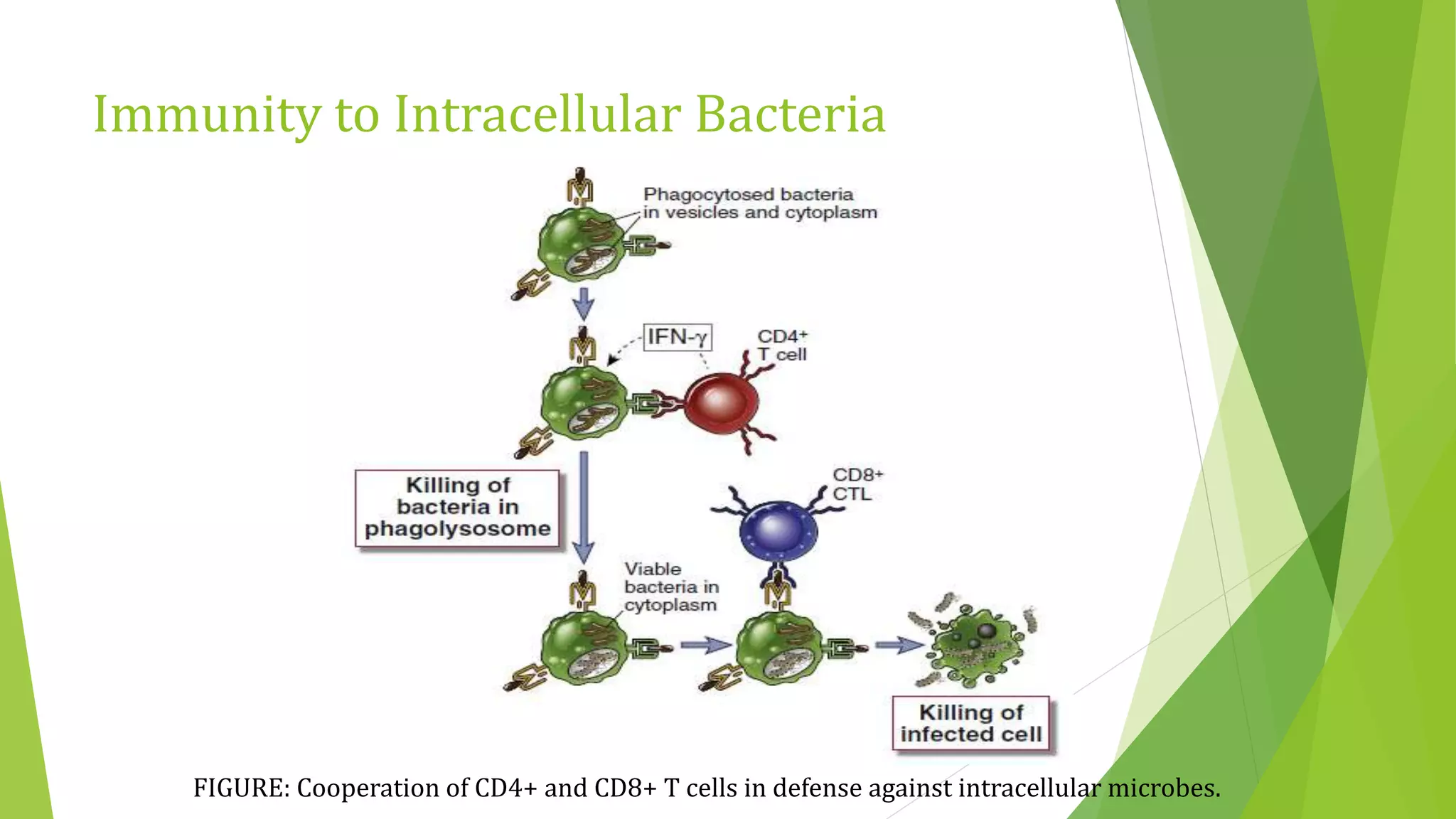 Immunity to Intracellular Bacteria
FIGURE: Cooperation of CD4+ and CD8+ T cells in defense against intracellular microbes.
 