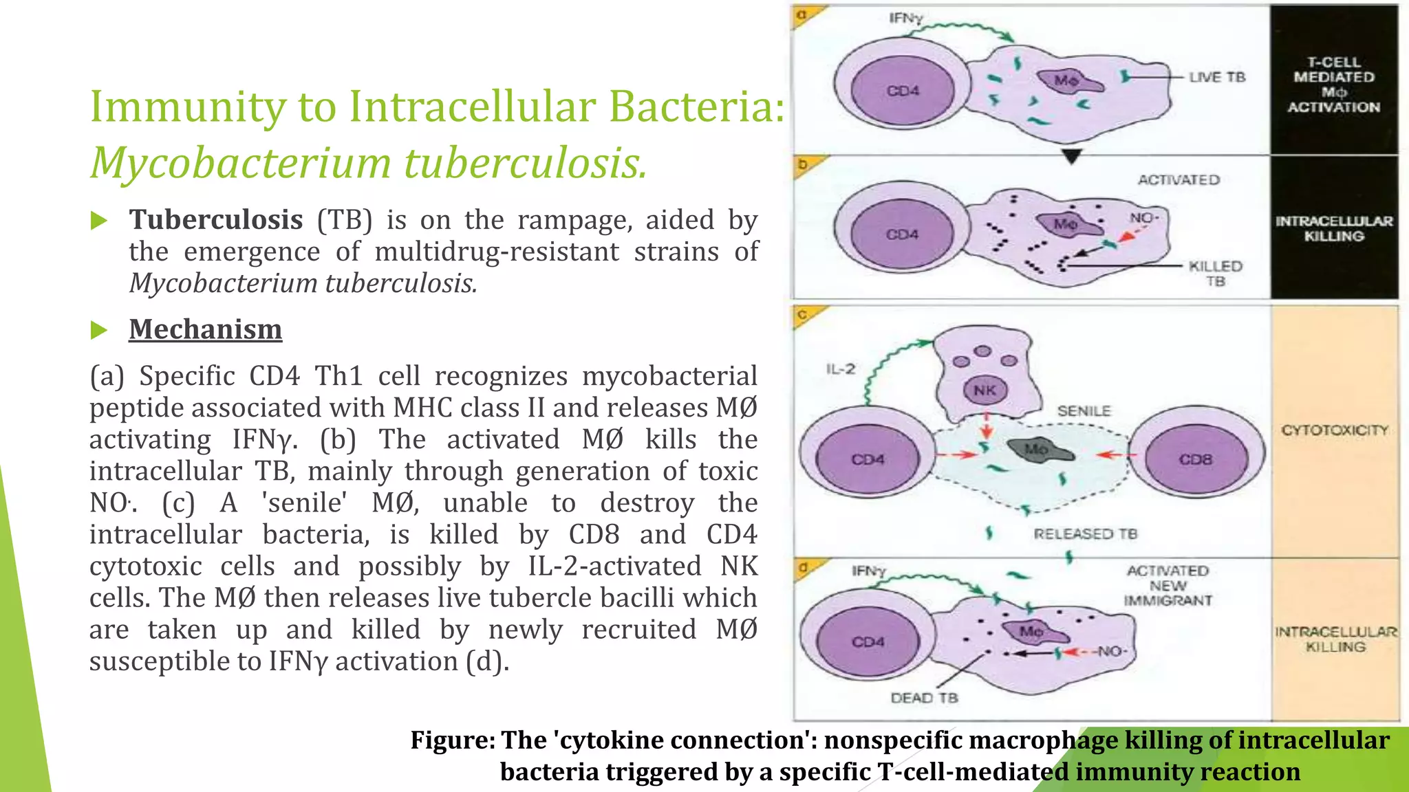 Immunity to Intracellular Bacteria:
Mycobacterium tuberculosis.
 Tuberculosis (TB) is on the rampage, aided by
the emergence of multidrug-resistant strains of
Mycobacterium tuberculosis.
 Mechanism
(a) Specific CD4 Th1 cell recognizes mycobacterial
peptide associated with MHC class II and releases MØ
activating IFNγ. (b) The activated MØ kills the
intracellular TB, mainly through generation of toxic
NO.. (c) A 'senile' MØ, unable to destroy the
intracellular bacteria, is killed by CD8 and CD4
cytotoxic cells and possibly by IL-2-activated NK
cells. The MØ then releases live tubercle bacilli which
are taken up and killed by newly recruited MØ
susceptible to IFNγ activation (d).
Figure: The 'cytokine connection': nonspecific macrophage killing of intracellular
bacteria triggered by a specific T-cell-mediated immunity reaction
 