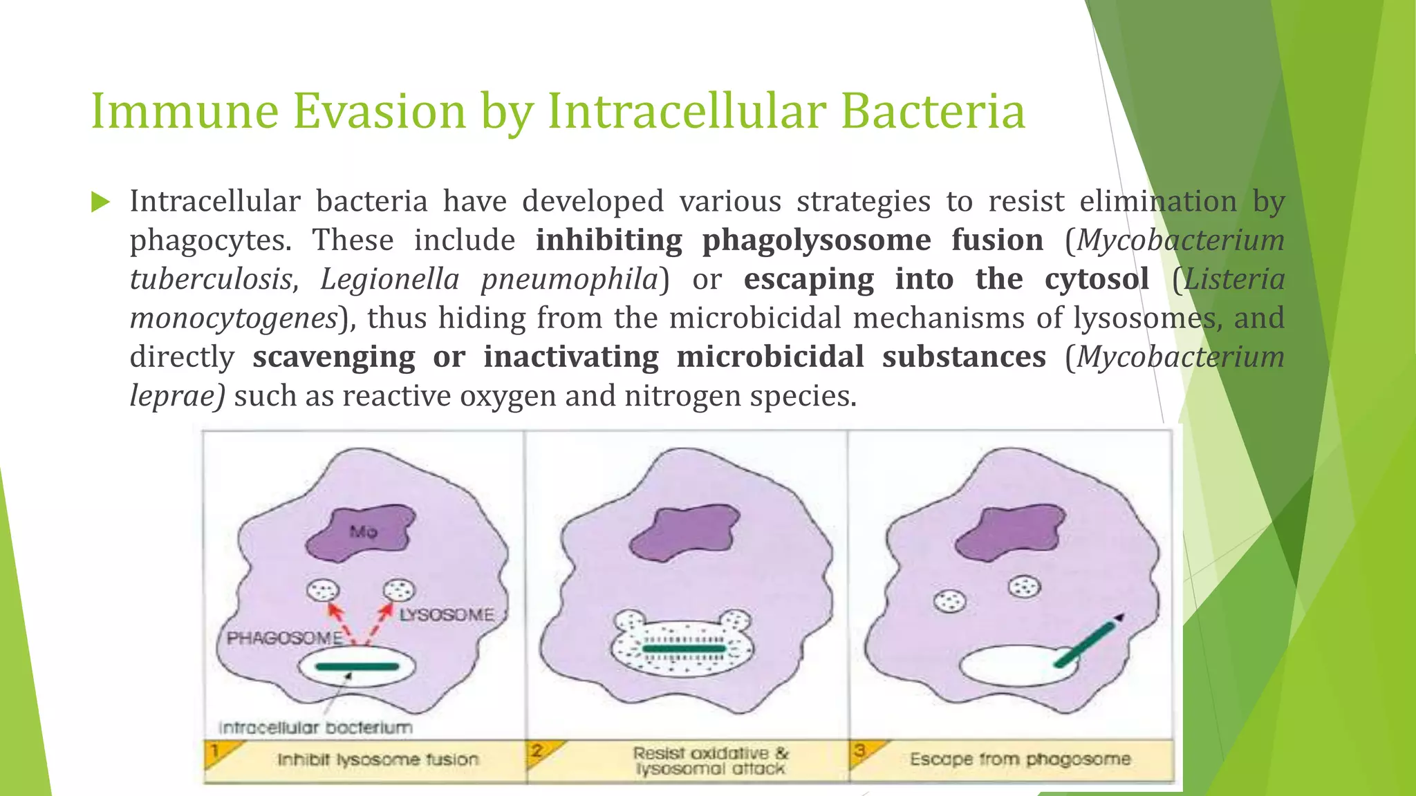 Immune Evasion by Intracellular Bacteria
 Intracellular bacteria have developed various strategies to resist elimination by
phagocytes. These include inhibiting phagolysosome fusion (Mycobacterium
tuberculosis, Legionella pneumophila) or escaping into the cytosol (Listeria
monocytogenes), thus hiding from the microbicidal mechanisms of lysosomes, and
directly scavenging or inactivating microbicidal substances (Mycobacterium
leprae) such as reactive oxygen and nitrogen species.
 