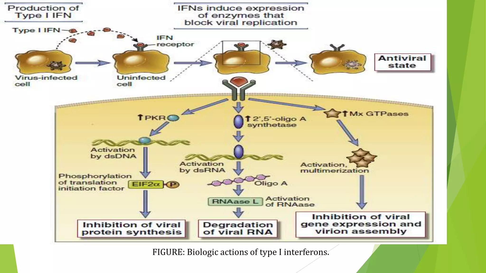 FIGURE: Biologic actions of type I interferons.
 