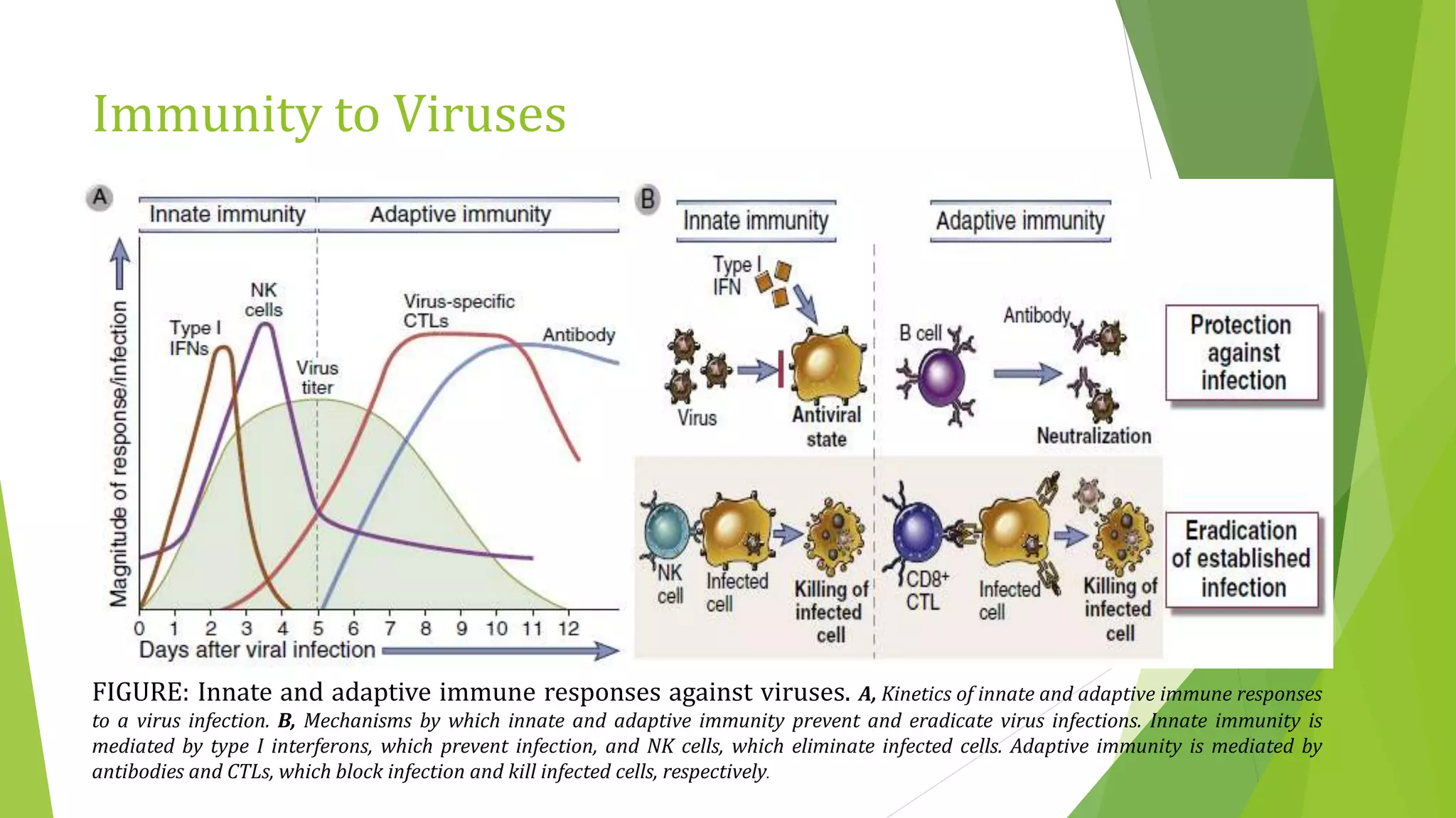 Immunity to Viruses
FIGURE: Innate and adaptive immune responses against viruses. A, Kinetics of innate and adaptive immune responses
to a virus infection. B, Mechanisms by which innate and adaptive immunity prevent and eradicate virus infections. Innate immunity is
mediated by type I interferons, which prevent infection, and NK cells, which eliminate infected cells. Adaptive immunity is mediated by
antibodies and CTLs, which block infection and kill infected cells, respectively.
 