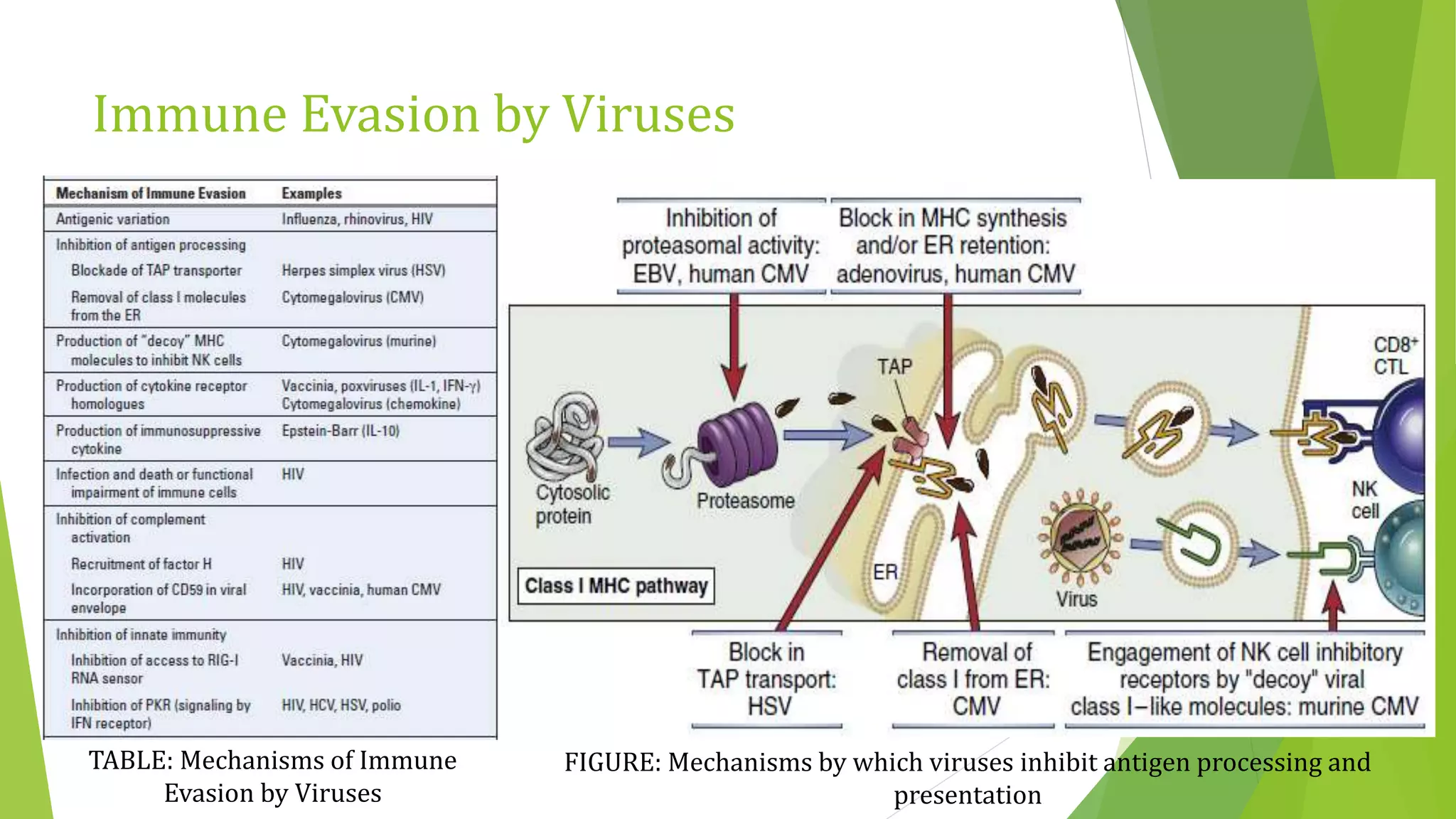 Immune Evasion by Viruses
FIGURE: Mechanisms by which viruses inhibit antigen processing and
presentation
TABLE: Mechanisms of Immune
Evasion by Viruses
 