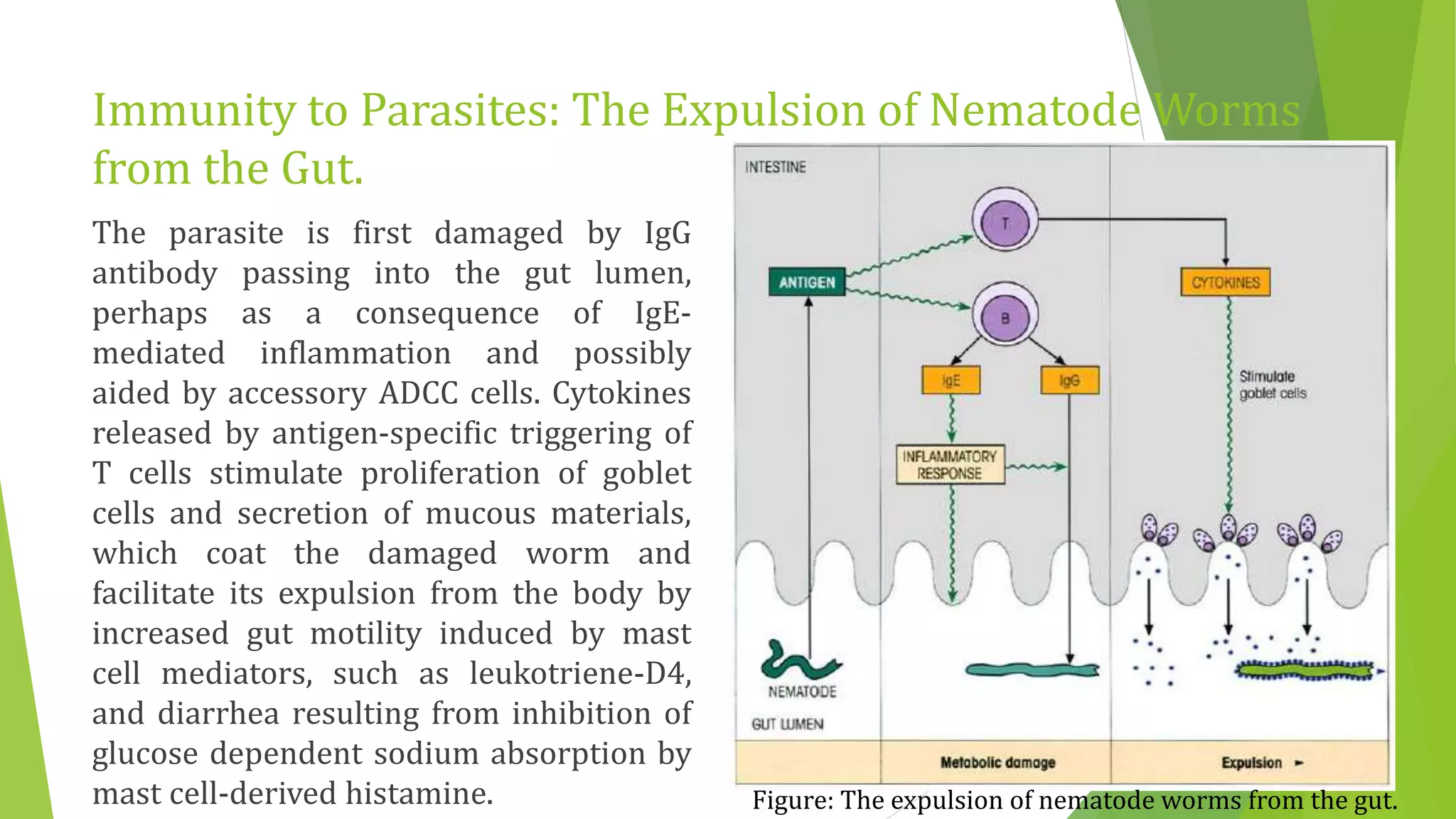 Immunity to Parasites: The Expulsion of Nematode Worms
from the Gut.
The parasite is first damaged by IgG
antibody passing into the gut lumen,
perhaps as a consequence of IgE-
mediated inflammation and possibly
aided by accessory ADCC cells. Cytokines
released by antigen-specific triggering of
T cells stimulate proliferation of goblet
cells and secretion of mucous materials,
which coat the damaged worm and
facilitate its expulsion from the body by
increased gut motility induced by mast
cell mediators, such as leukotriene-D4,
and diarrhea resulting from inhibition of
glucose dependent sodium absorption by
mast cell-derived histamine. Figure: The expulsion of nematode worms from the gut.
 