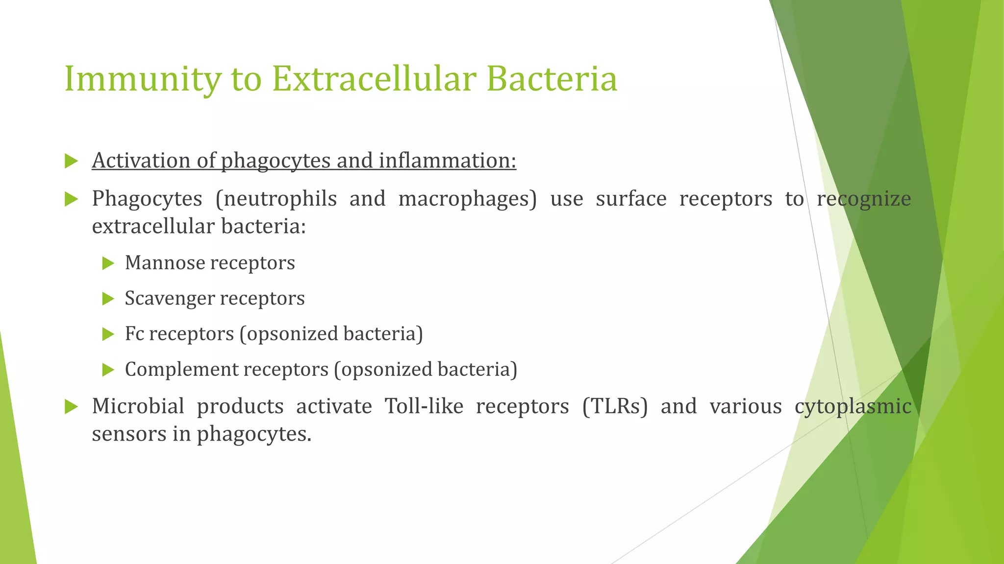Immunity to Extracellular Bacteria
 Activation of phagocytes and inflammation:
 Phagocytes (neutrophils and macrophages) use surface receptors to recognize
extracellular bacteria:
 Mannose receptors
 Scavenger receptors
 Fc receptors (opsonized bacteria)
 Complement receptors (opsonized bacteria)
 Microbial products activate Toll-like receptors (TLRs) and various cytoplasmic
sensors in phagocytes.
 