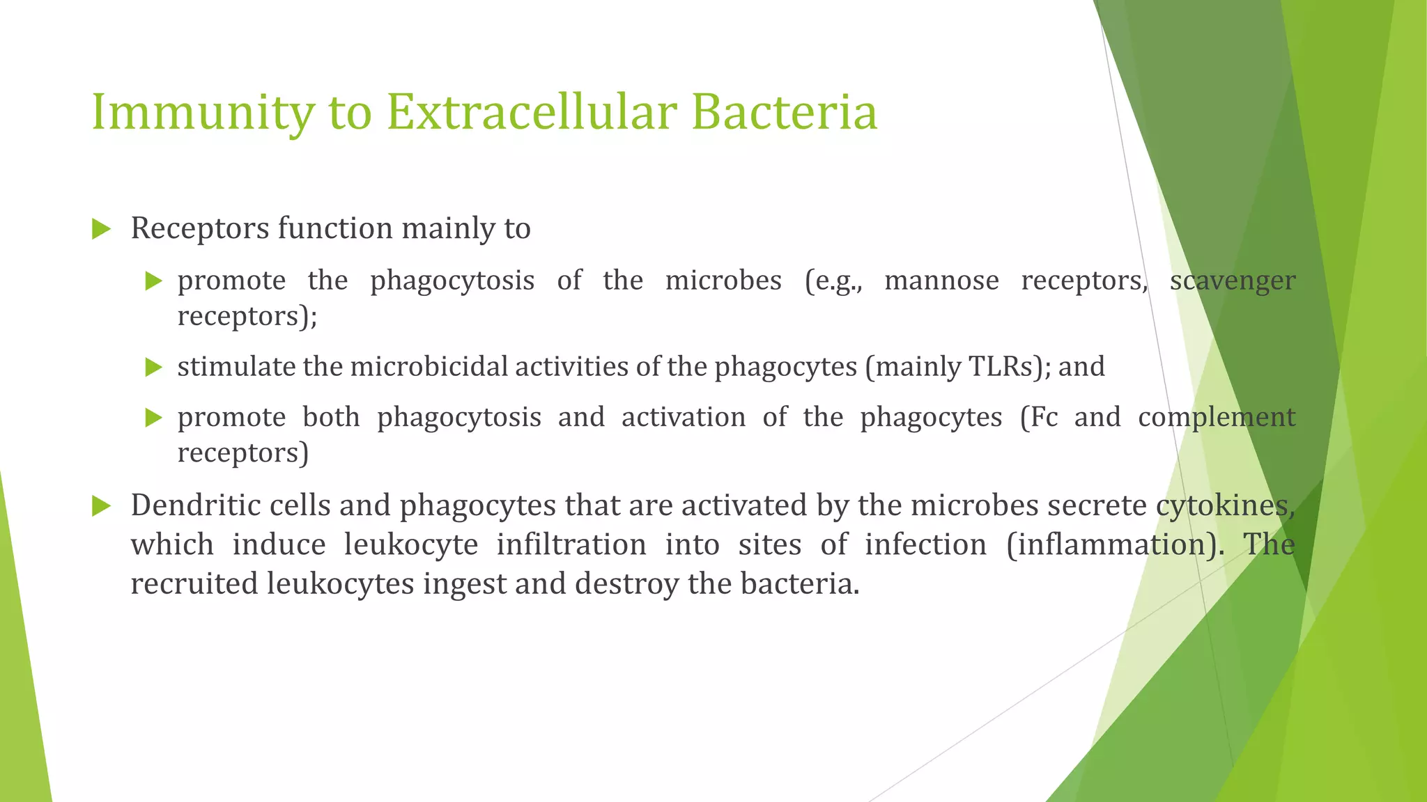 Immunity to Extracellular Bacteria
 Receptors function mainly to
 promote the phagocytosis of the microbes (e.g., mannose receptors, scavenger
receptors);
 stimulate the microbicidal activities of the phagocytes (mainly TLRs); and
 promote both phagocytosis and activation of the phagocytes (Fc and complement
receptors)
 Dendritic cells and phagocytes that are activated by the microbes secrete cytokines,
which induce leukocyte infiltration into sites of infection (inflammation). The
recruited leukocytes ingest and destroy the bacteria.
 