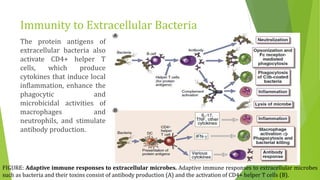 Immunity to Microbes | PPTX