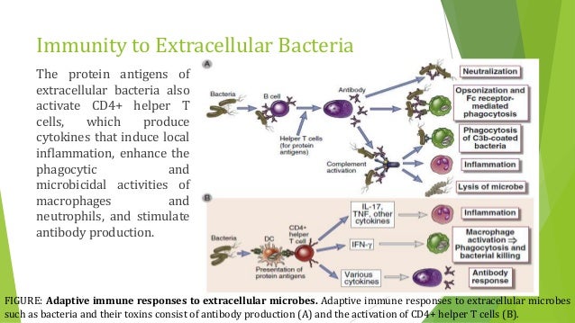 Immunity To Microbes
