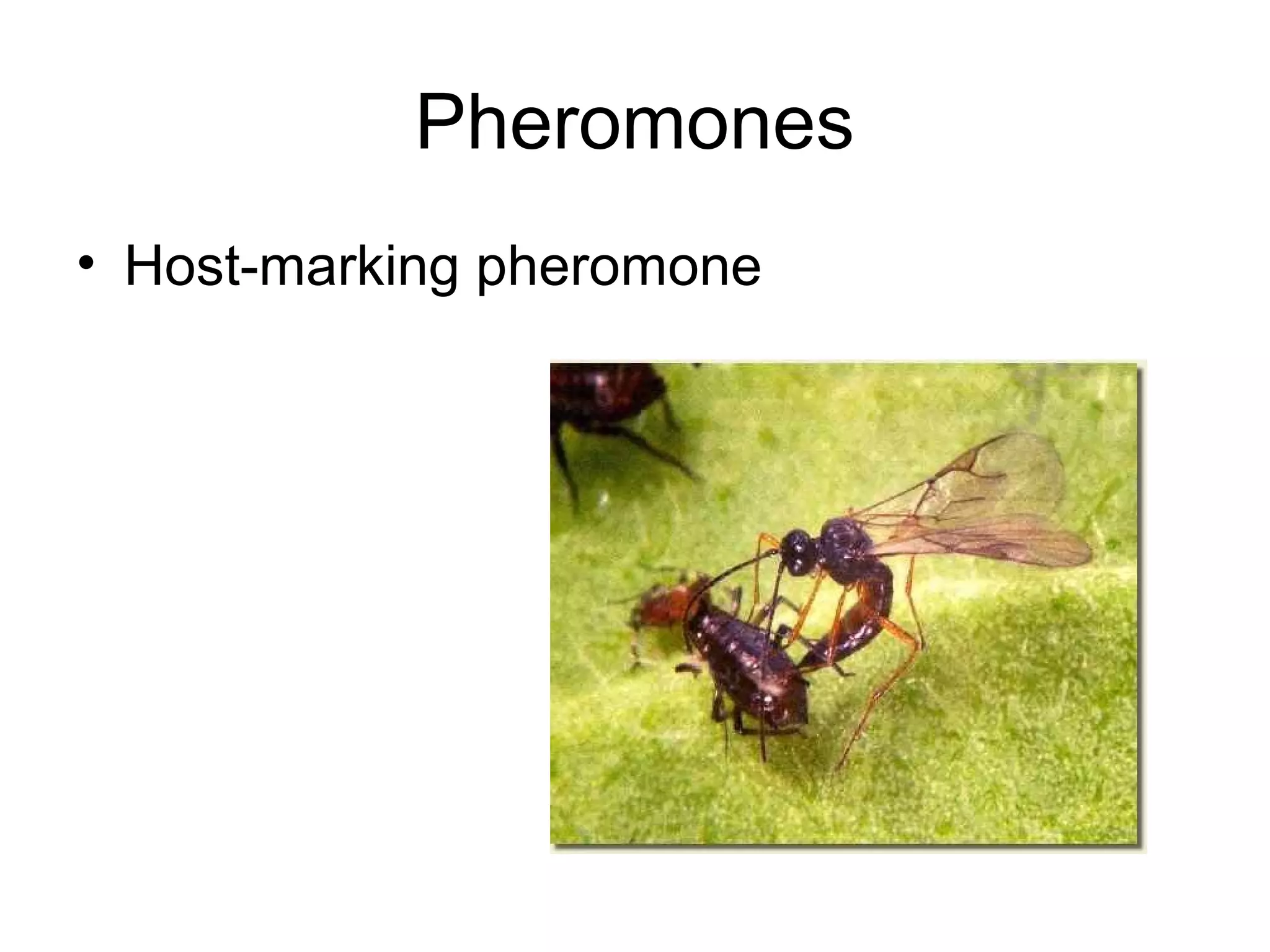 Pheromones
• Host-marking pheromone
 