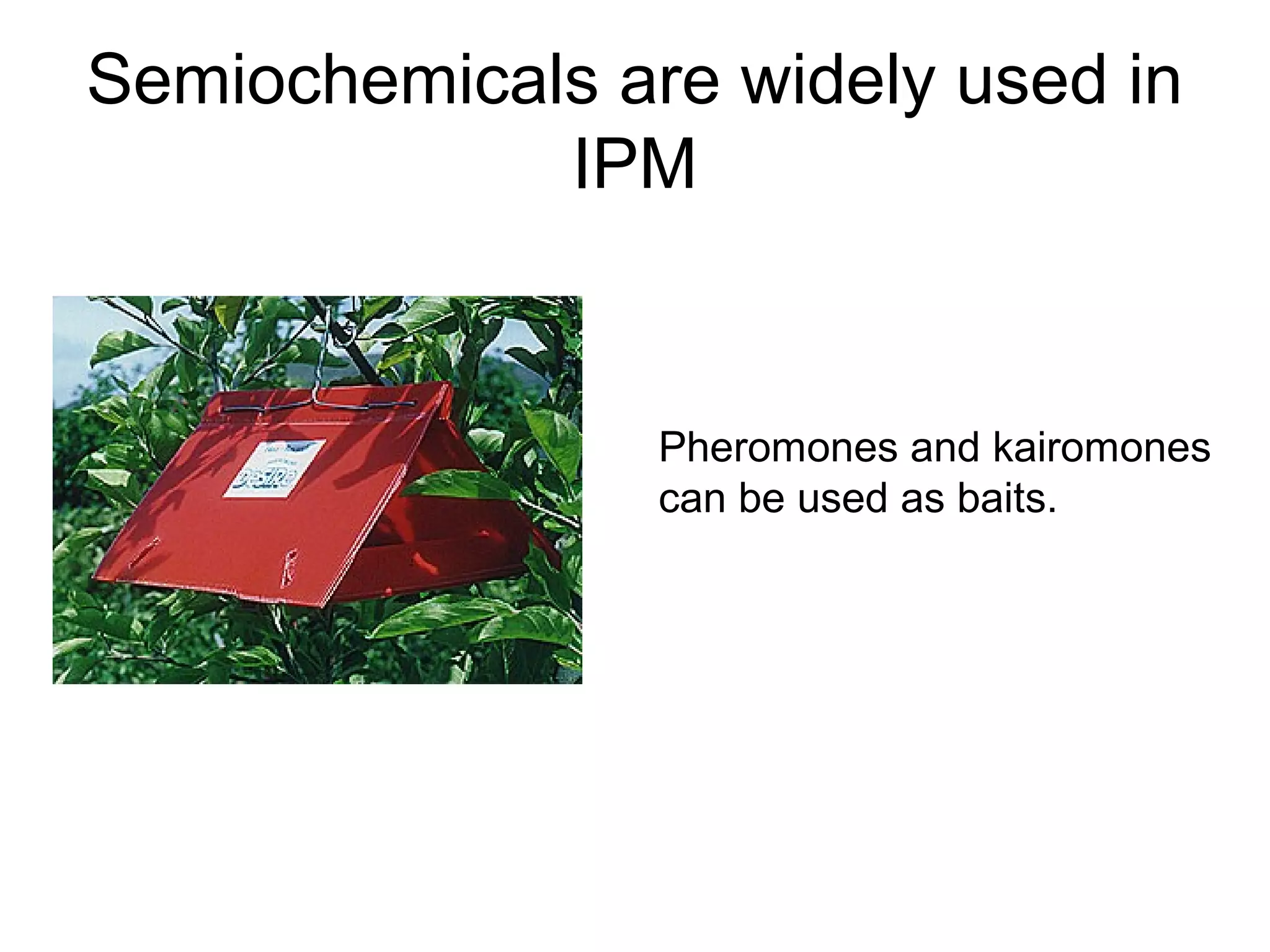 Semiochemicals are widely used in
IPM
Pheromones and kairomones
can be used as baits.
 