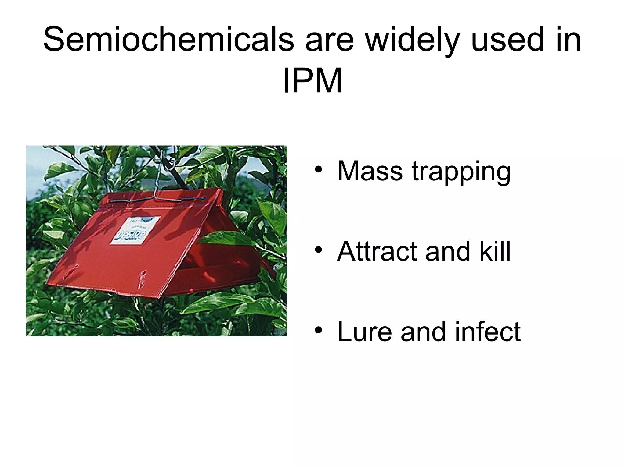 Semiochemicals are widely used in
IPM
• Mass trapping
• Attract and kill
• Lure and infect
 