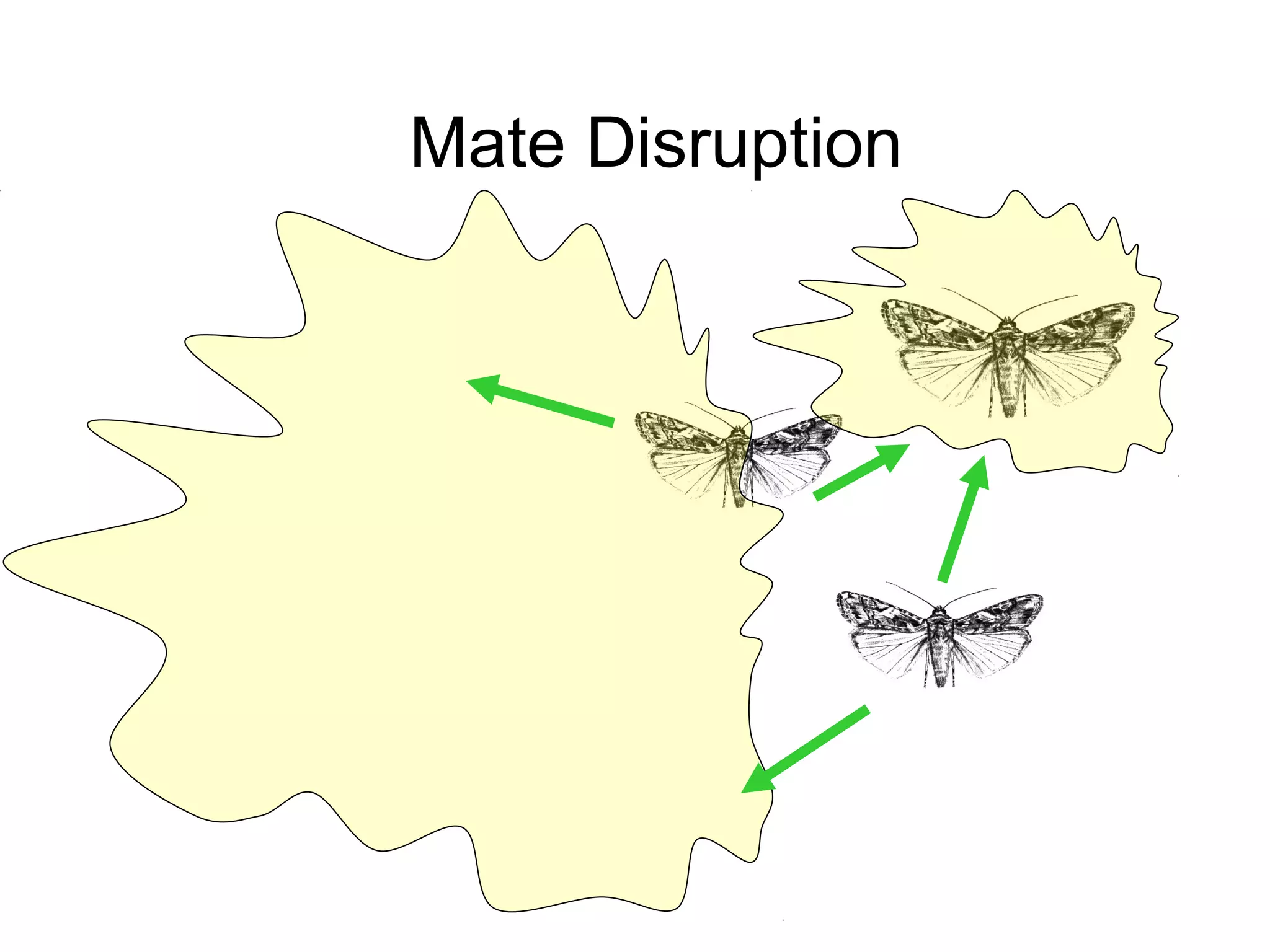 Mate Disruption
 
