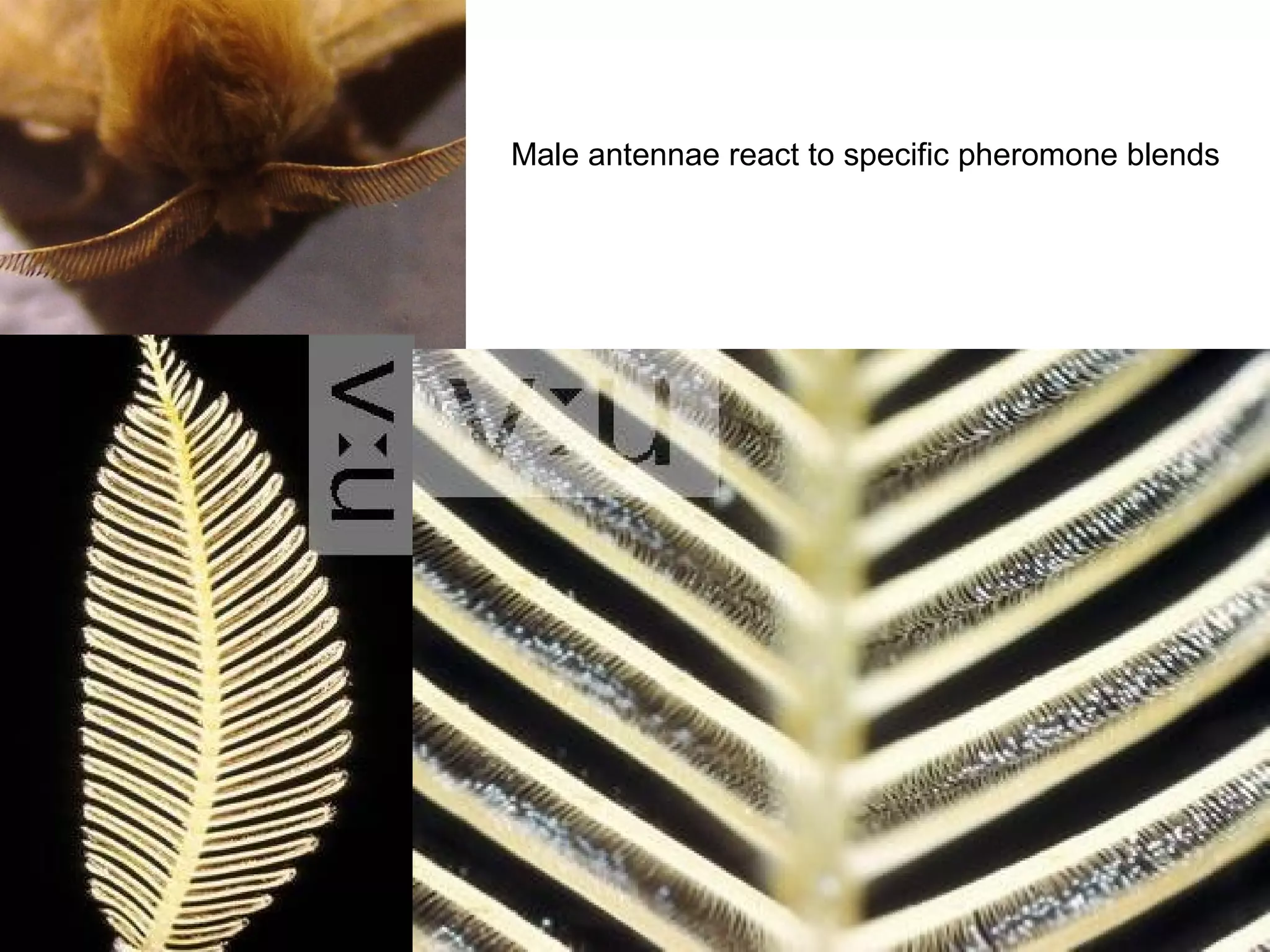 Male antennae react to specific pheromone blends
 