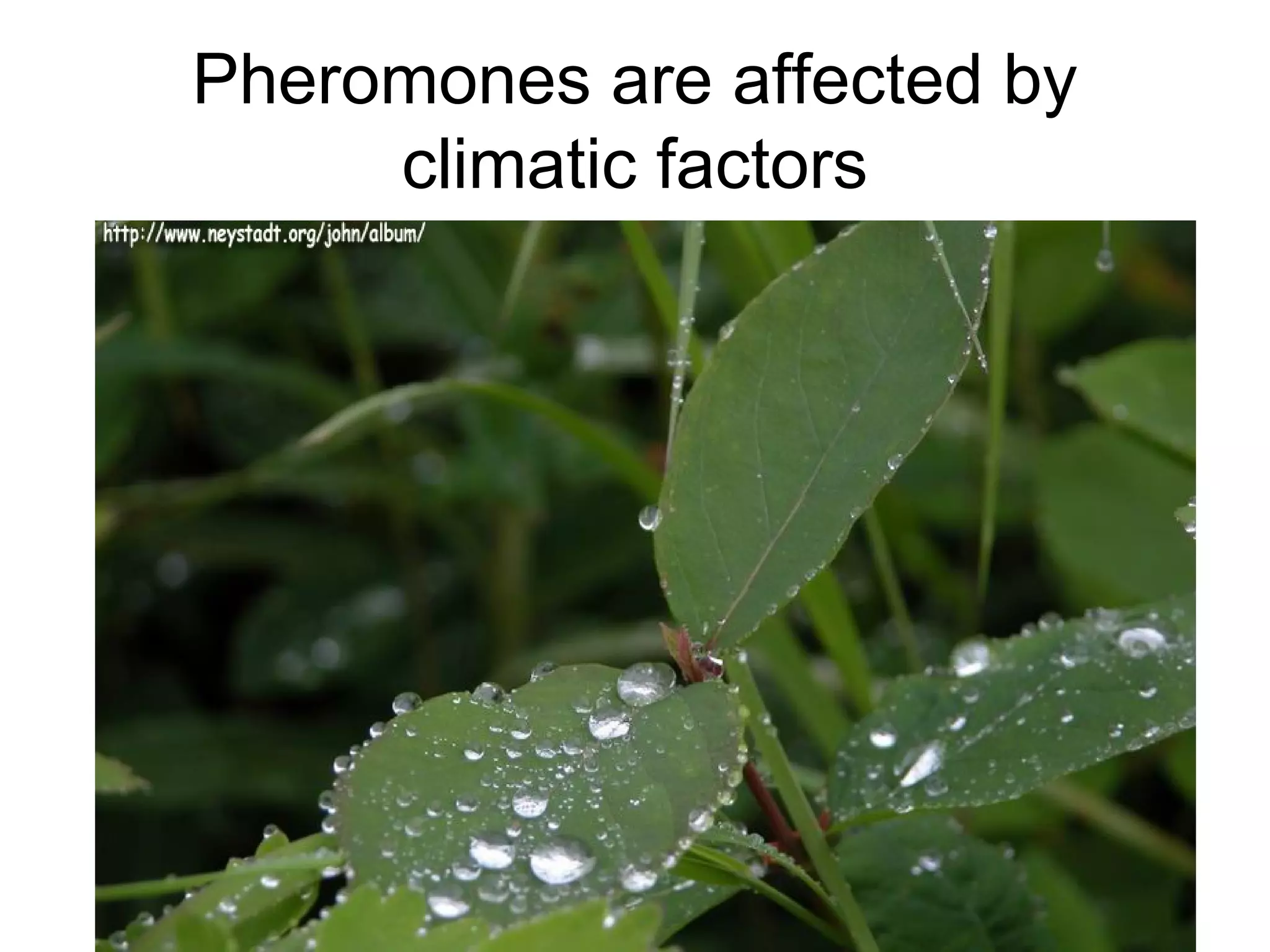 Pheromones are affected by
climatic factors
 