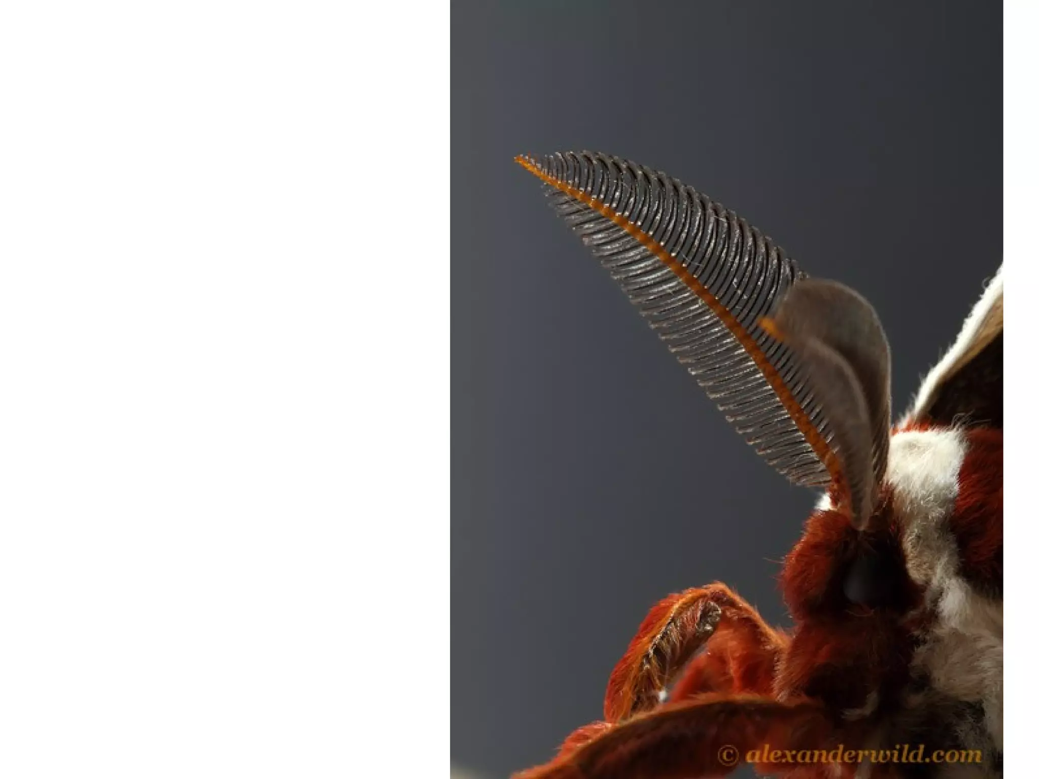 Behavior Modifying Chemicals